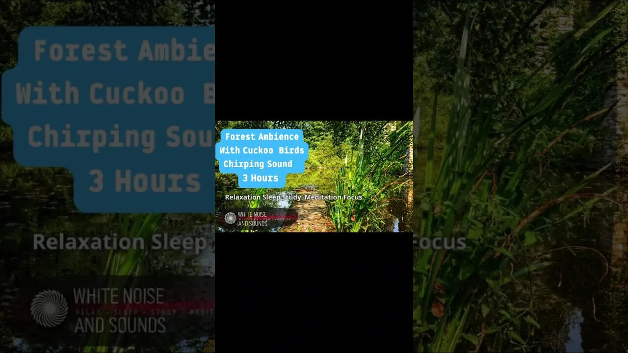 Sound Forest Ambience With Cuckoo Birds Chirping Relaxation - Sleep - Study , 3 Hours.#shorts