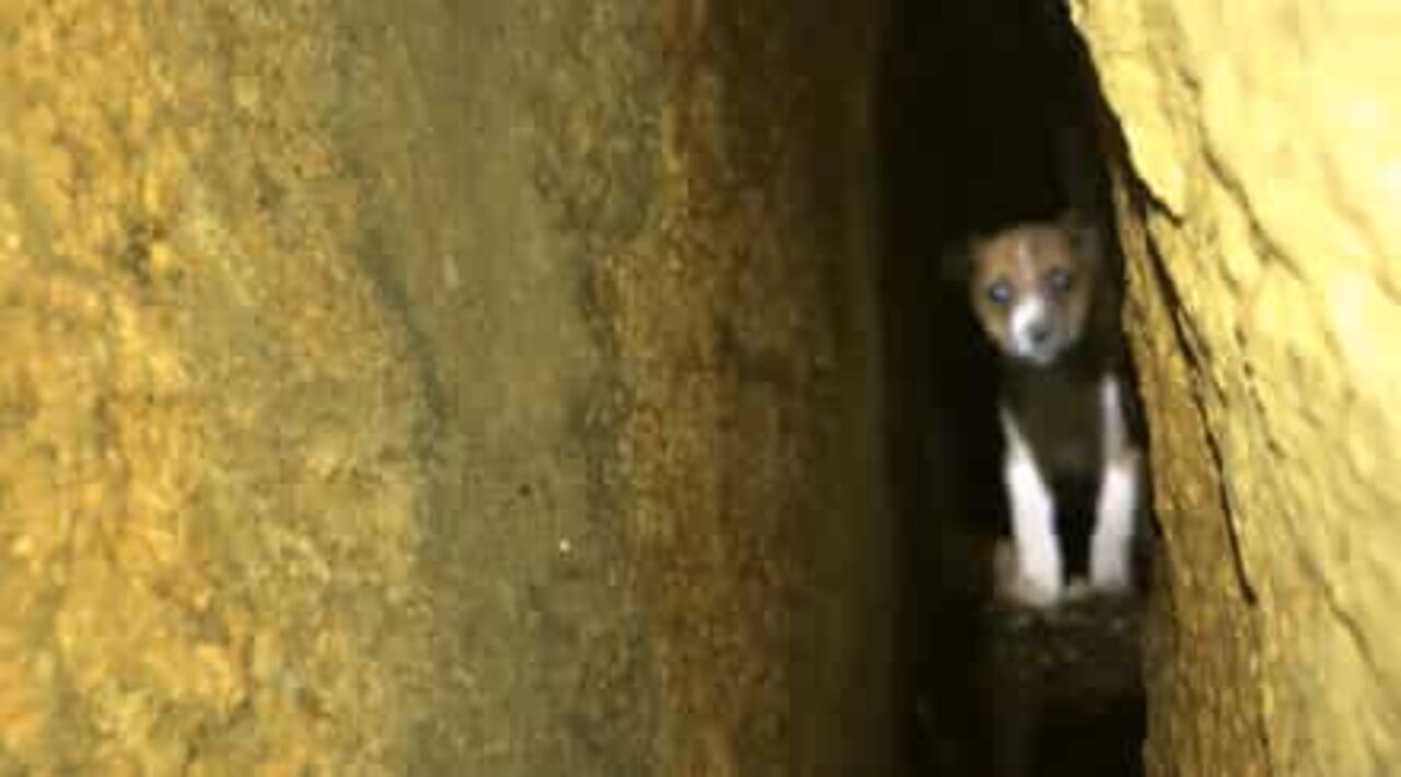 40時間の救出劇の後救出された子犬