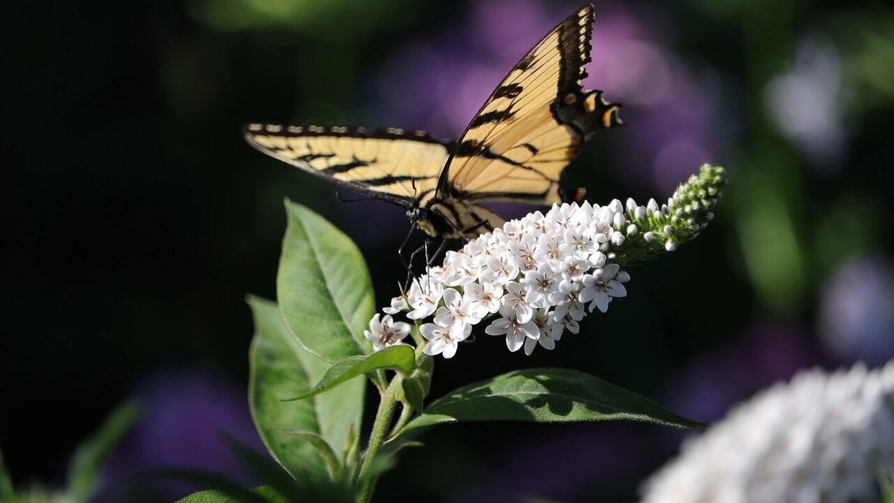 Yellow Swallowtail Butterfly Drinking Nectar From Gooseneck Flowers