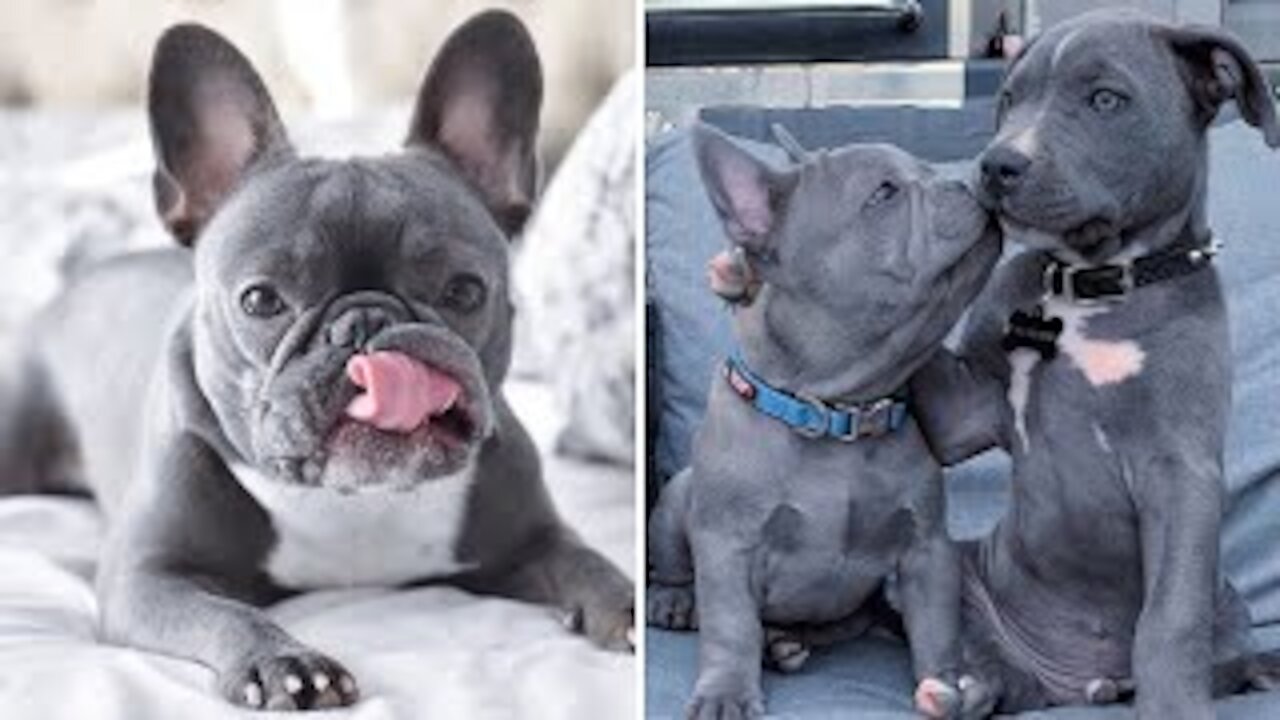 Funny And Cute French Bulldog Puppies Compilation | Funny Cute Animal.