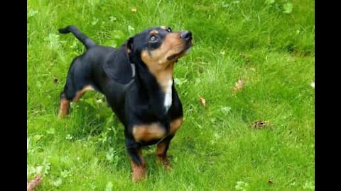 Cão salsicha mostra grande vontade em ser pastor