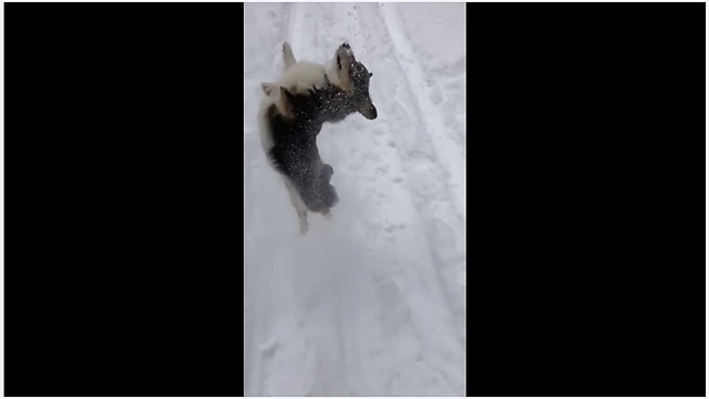 Corgi absolutely loves the deep snow