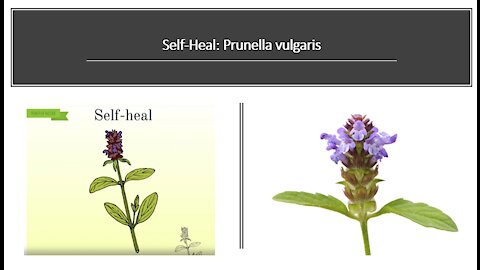 Prunella vulgaris - Self heal Benefits