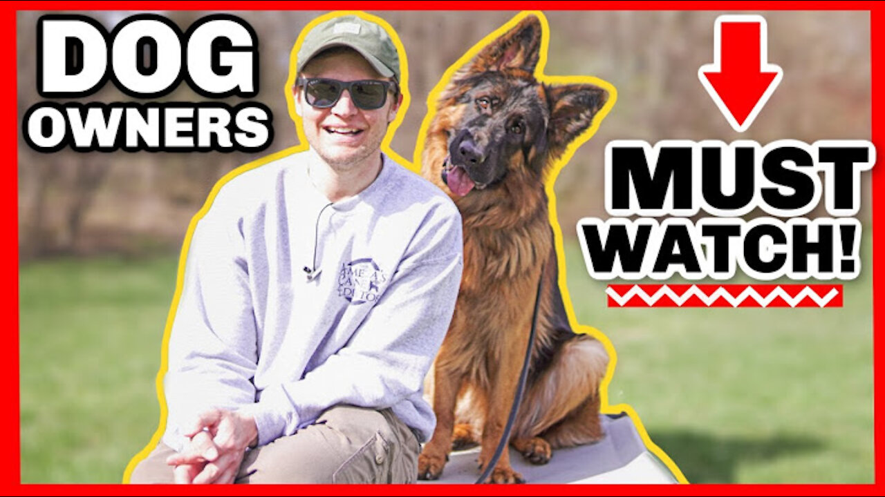 must watch to train your dog