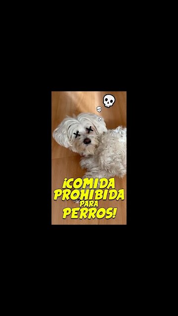 No le des estos Alimentos TÓXICOS a tu Perro! ☠️🐶Anima Dogs #shorts
