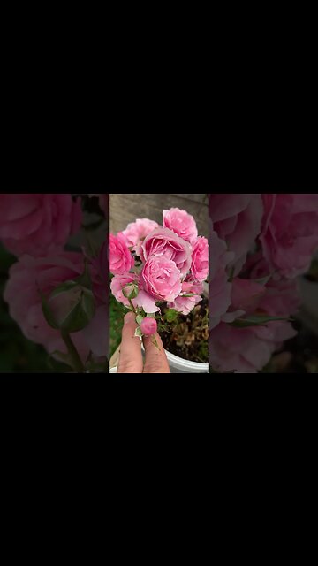 The last remaining pink roses that I planted -summer is coming to an end