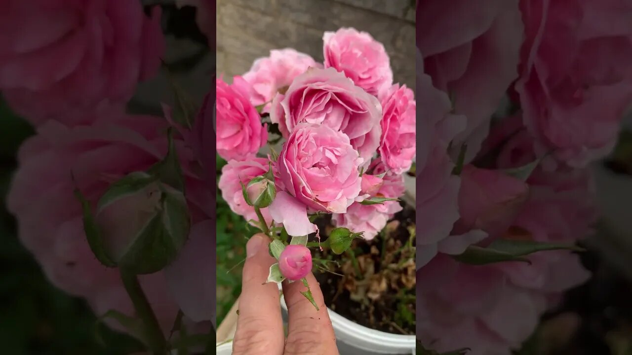 The last remaining pink roses that I planted -summer is coming to an end