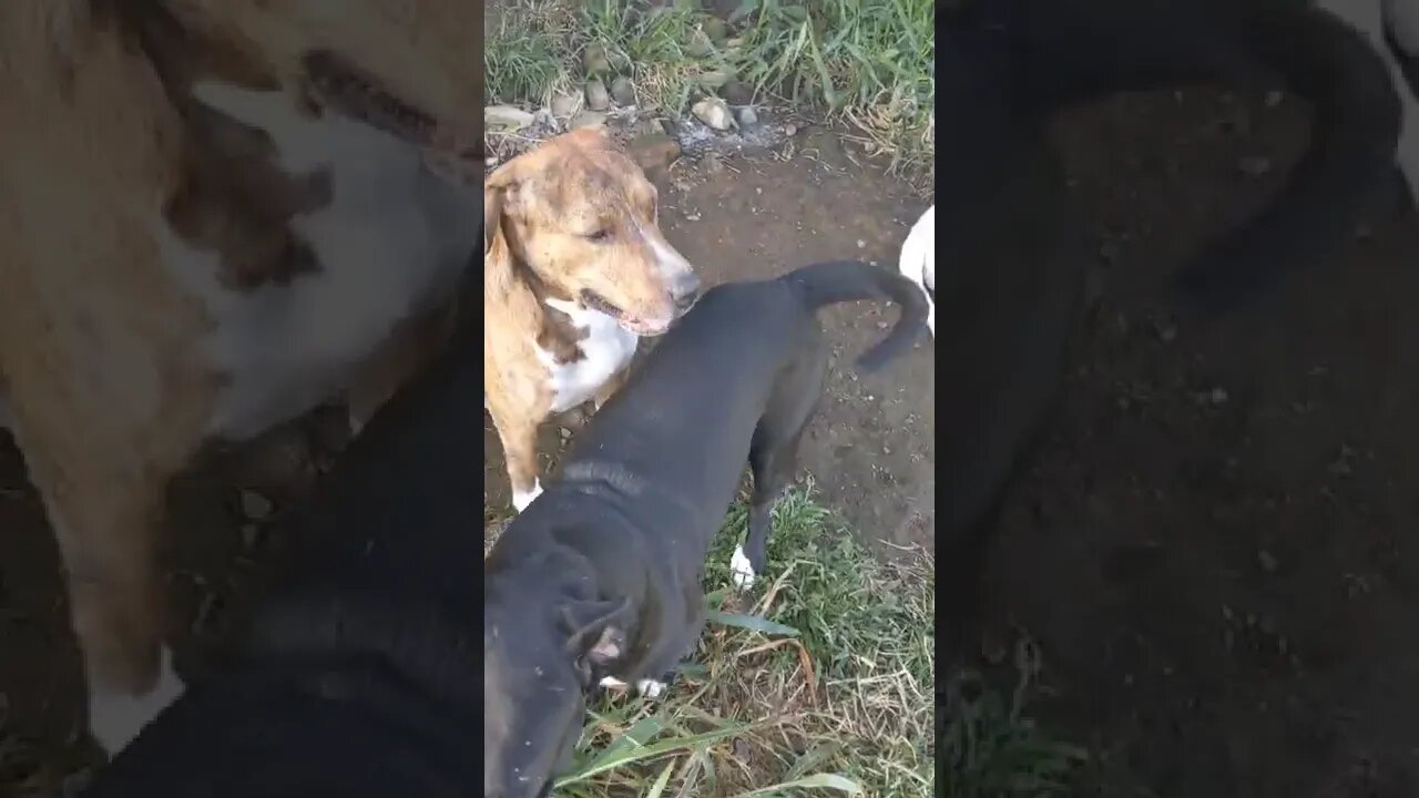 When the pack knows it's bath time