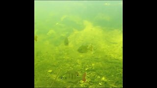 Bass and Bluegill underwater