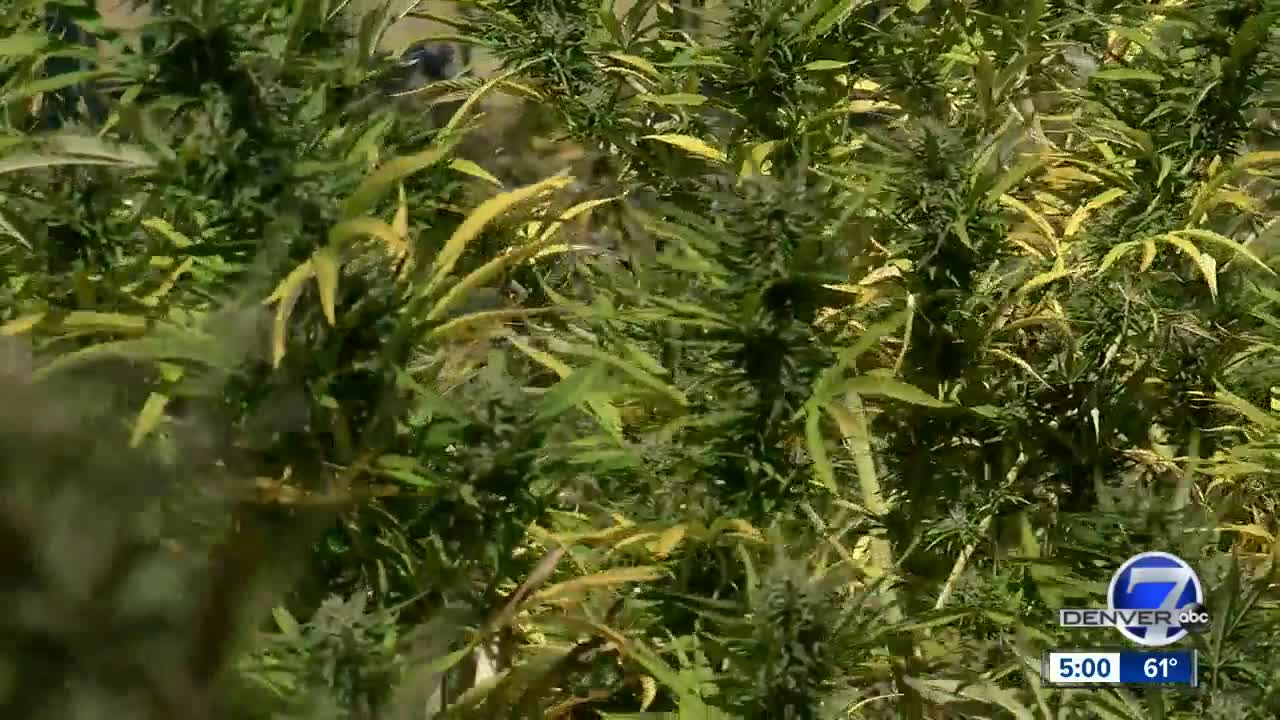 Hemp farmers in Elbert County say new ordinance could put them out of business