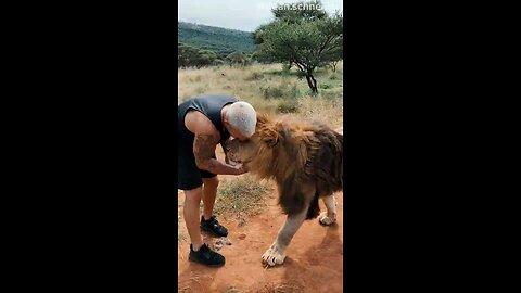 LION 🦁 EATING