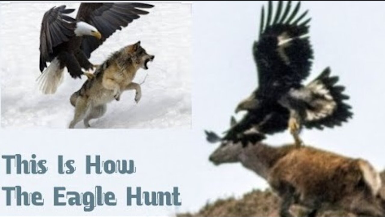 This is how the Eagle hunt