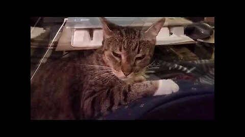 Adorable Cat Snoozes on "Mummy's" Lap Next to the Computer