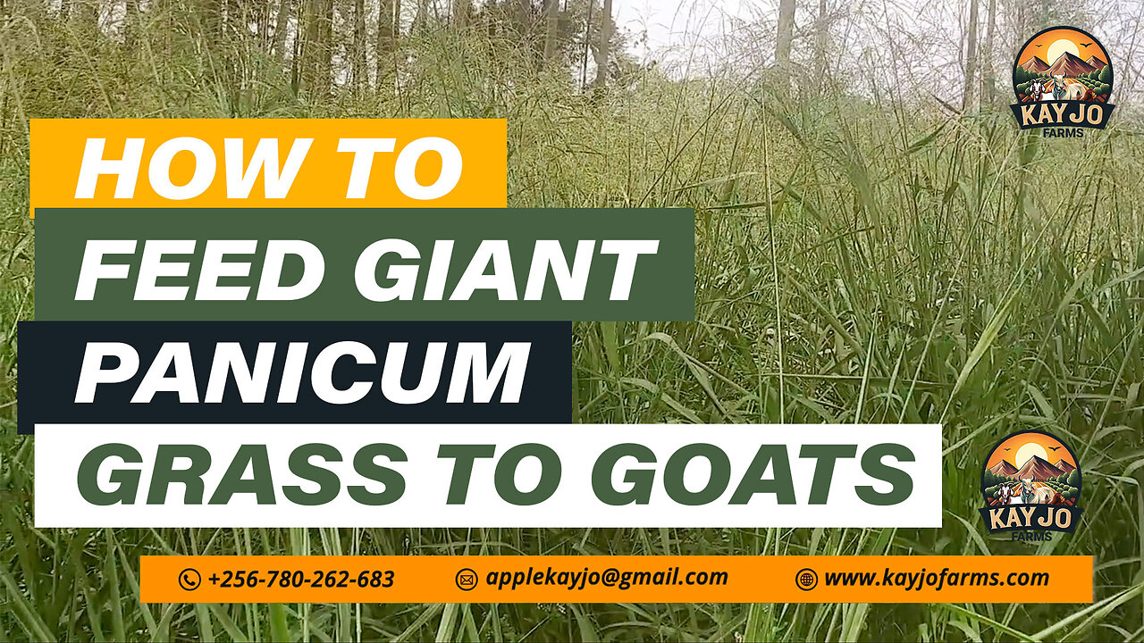 How To Feed Giant Panicum To Goats | ep15 #goatfarming #farming