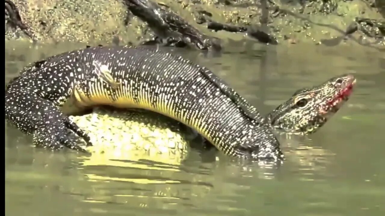 Crocodile Attack