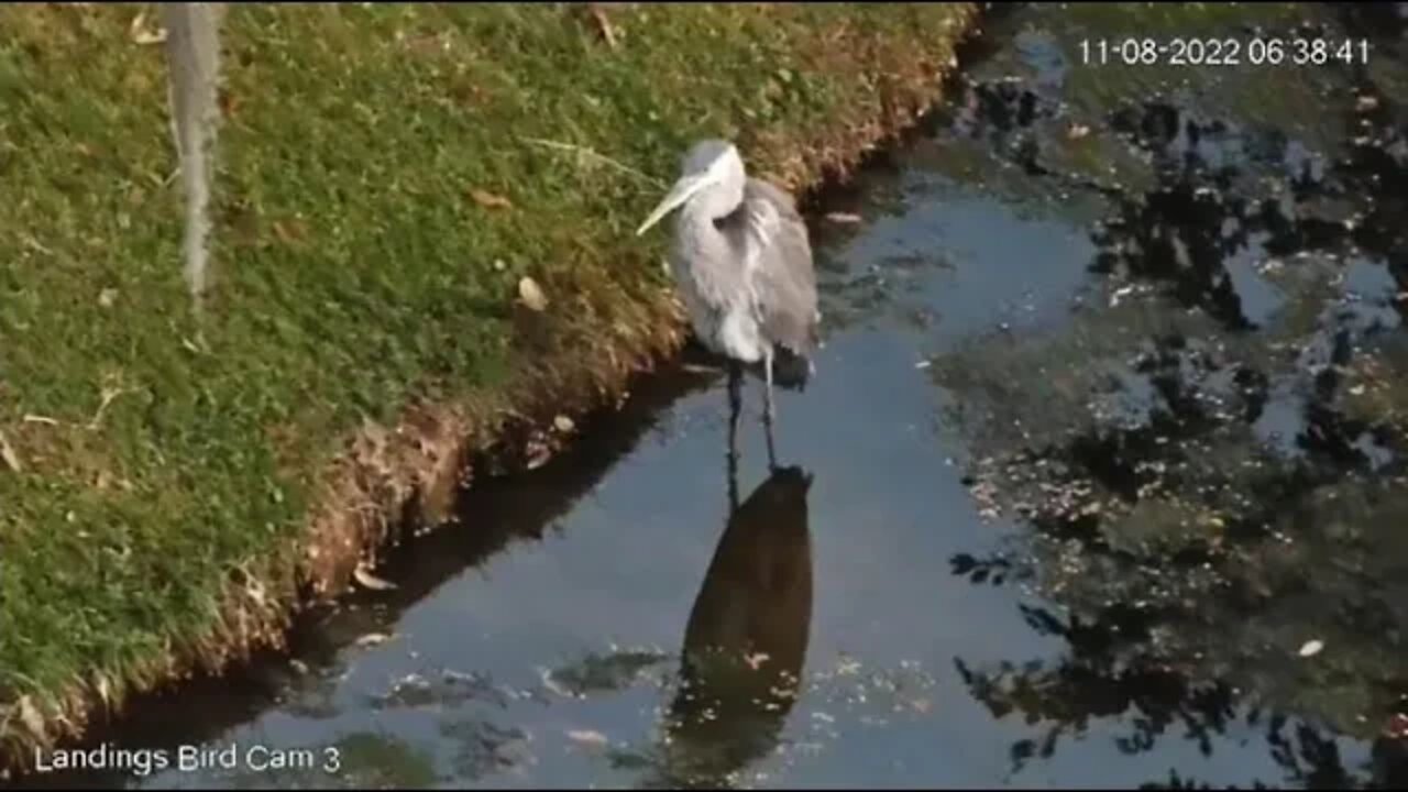 Great Blue Heron Wades in Lagoon 🦩 11/08/22 06:36