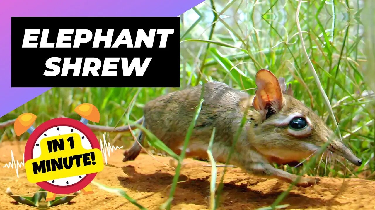 Elephant Shrew - In 1 Minute! 🐀 One Of The Cutest And Rarest Animals In The Wild | 1 Minute Animals