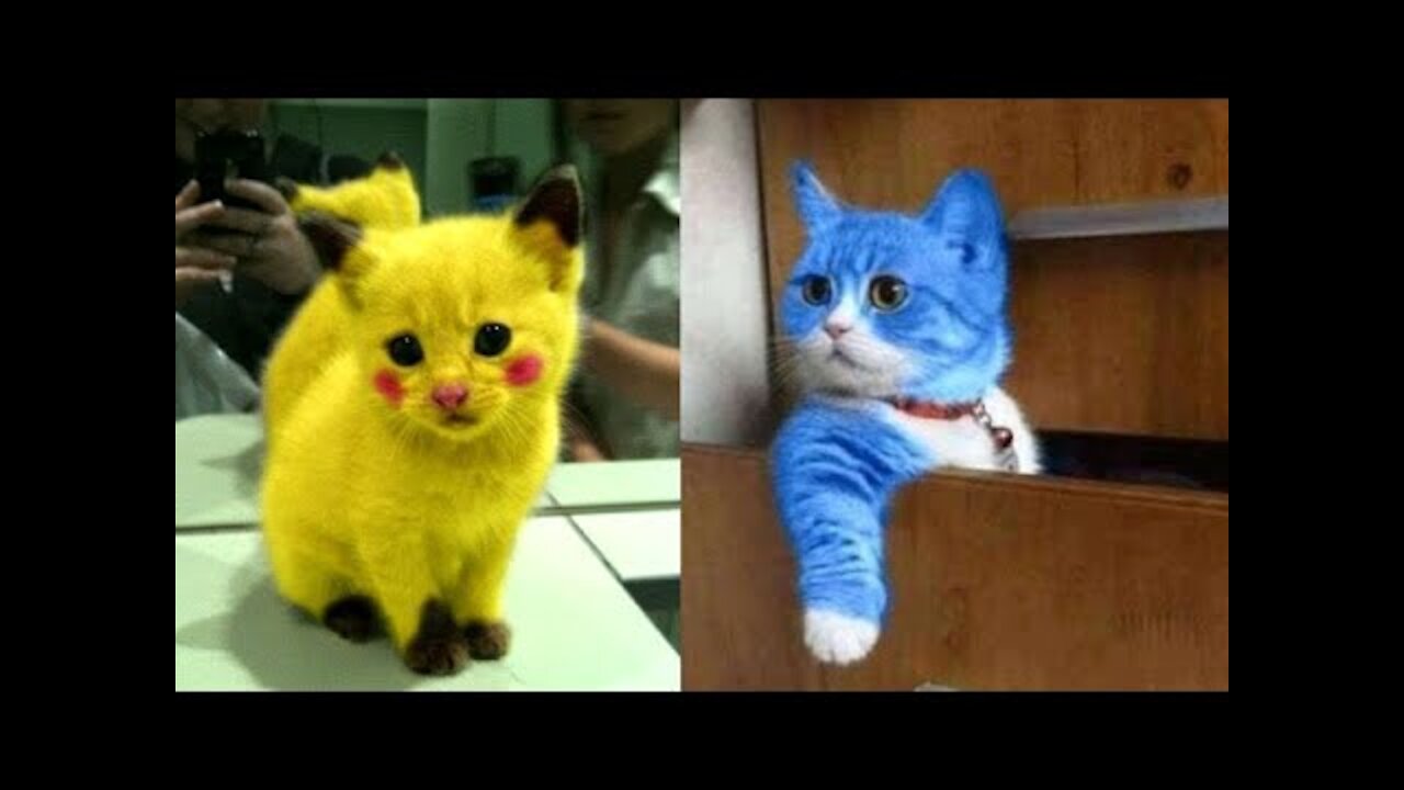 The Best Cute Pets And Funny Animals Compilation #107​