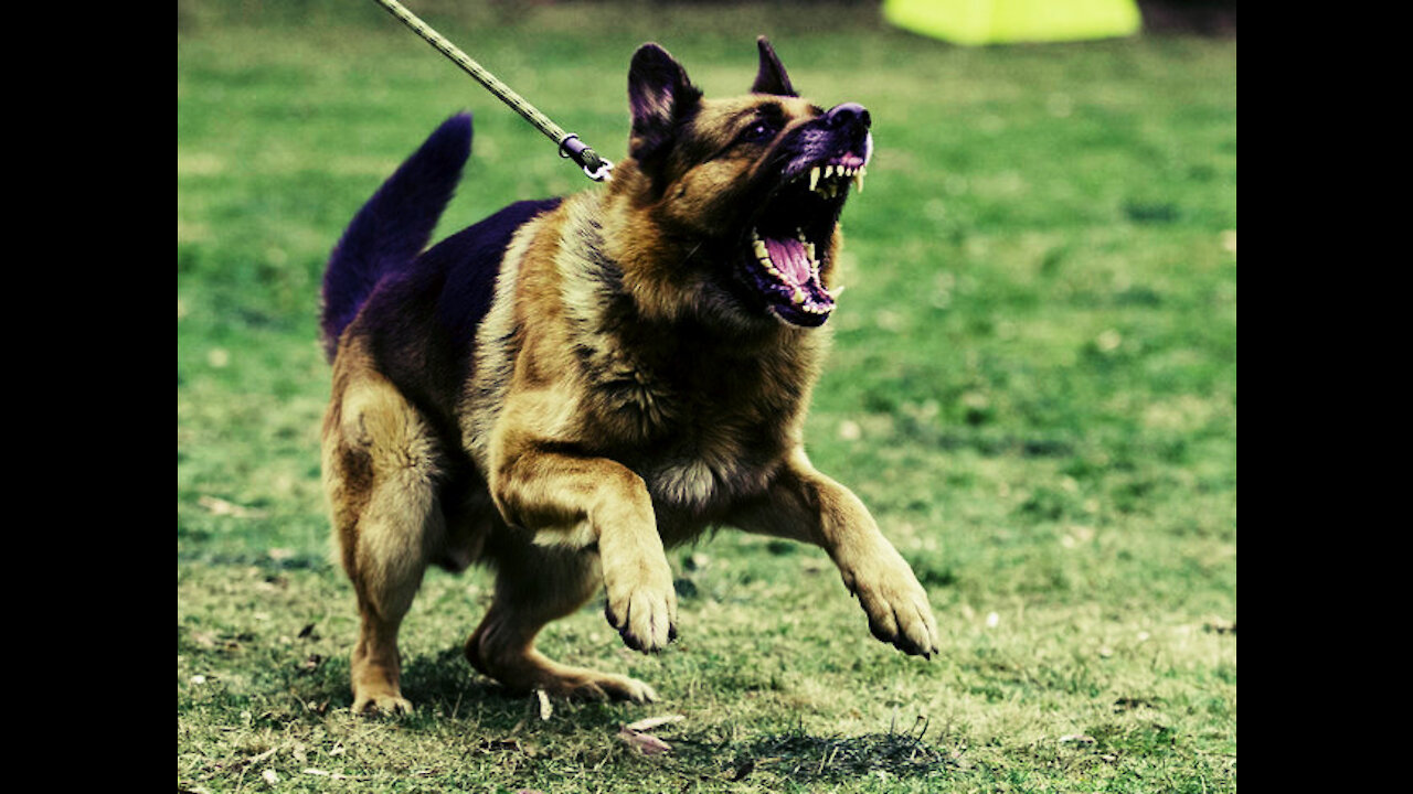 EASY STEPS TO TRAIN YOUR DOG TO BECOME MORE AGRESSIVE!