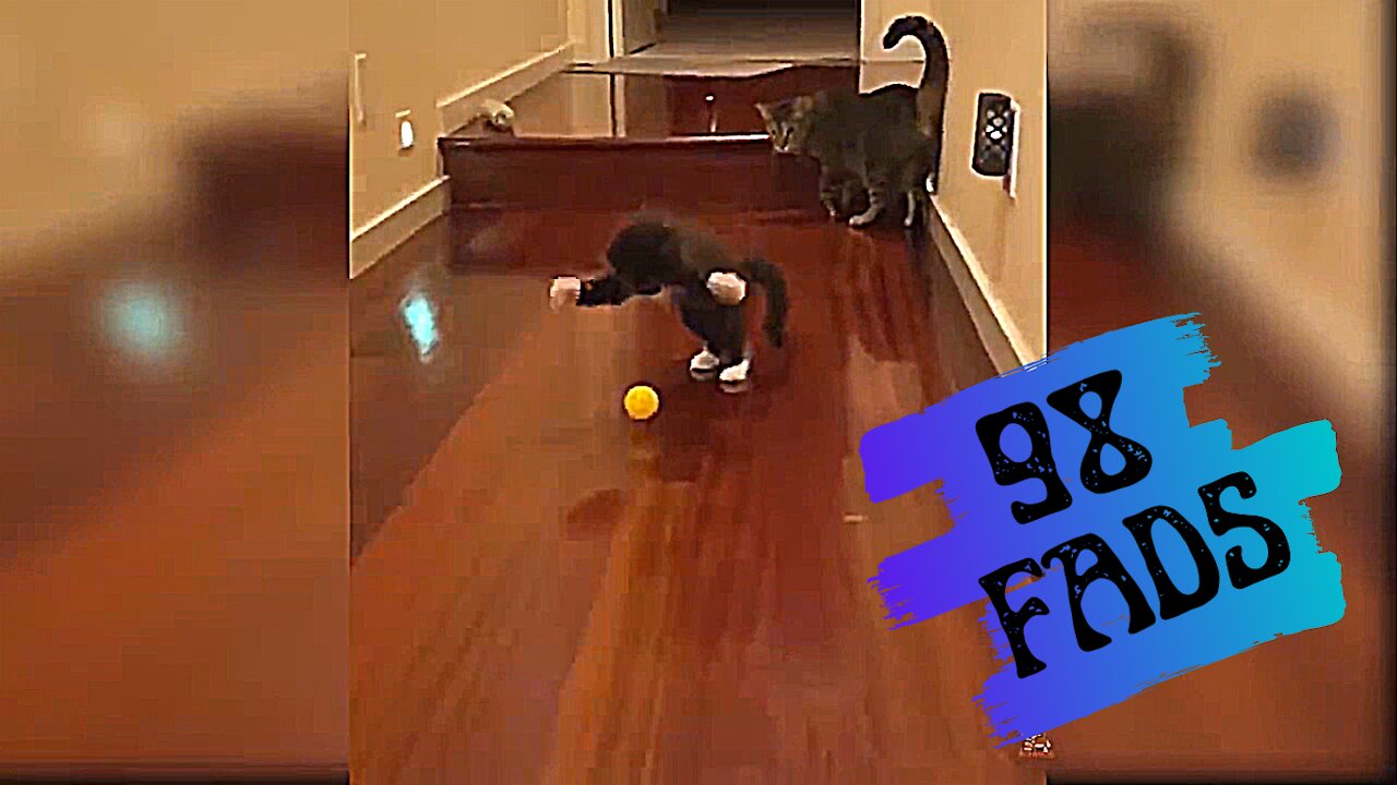 A pet cat tries to catch a ball❤️