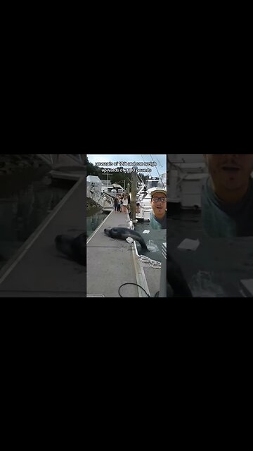 Leopard Seals are ENORMOUS