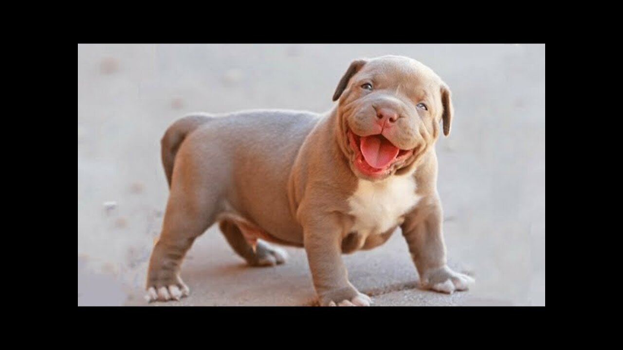 Cute pitbull #Americanbully #shorts