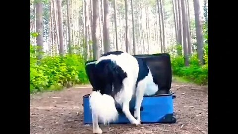 Well, dogs are pack animals. #shorts #shortsfeed #clips #shortvideo