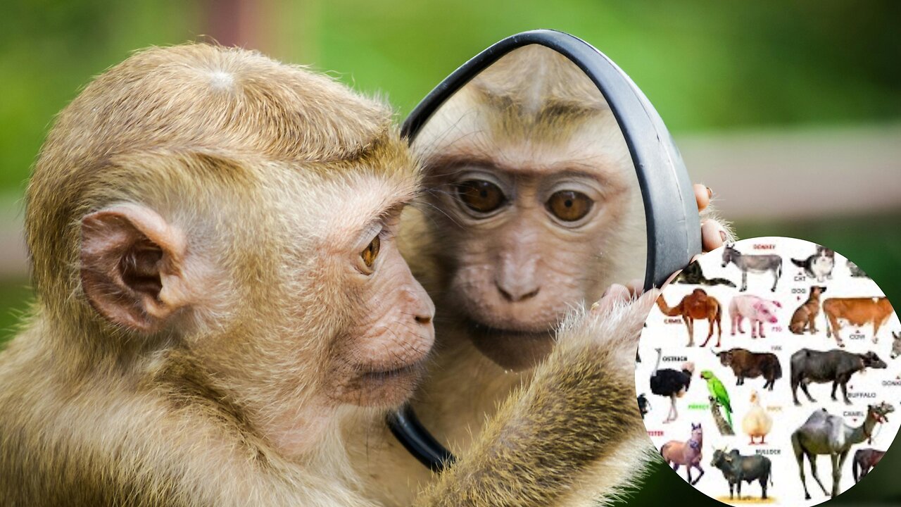 Fitting animal And happy moments #animal #dog #monkey