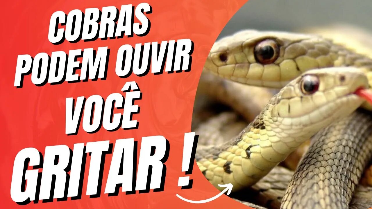 VOCÊ SABIA? COBRAS PODEM OUVIR VOCÊ GRITAR, DIZ NOVO ESTUDO! #cobras #ciencia #estudo #curiosidades