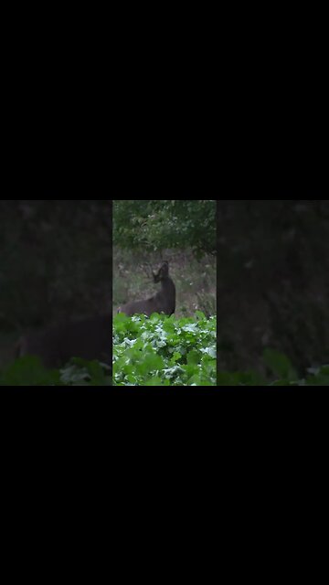 What's this guy up to? #deer #deerhunting #biology #hunting #shorts