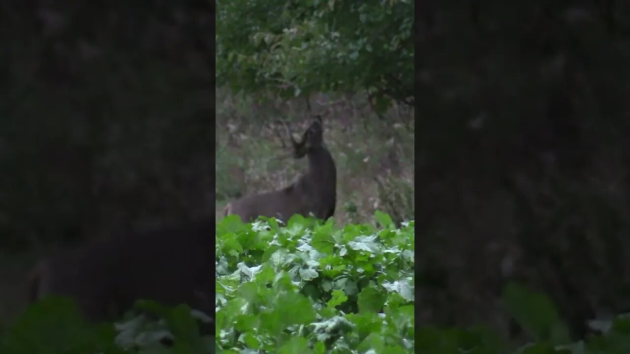 What's this guy up to? #deer #deerhunting #biology #hunting #shorts