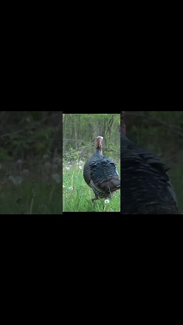That First Turkey Excitement! #turkey #turkeyhunt #hunting #excitement