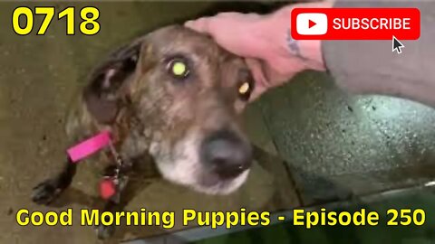 [0718] GOOD MORNING PUPPIES - EPISODE 250 [#dogs #doggos #doggies #puppies #dogdaycare]