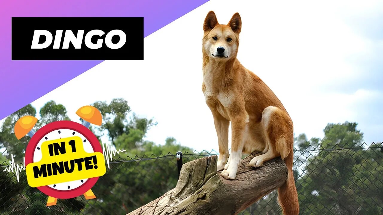 Dingo - In 1 Minute! 🦊 One Of The Cutest But Dangerous Animals In The World | 1 Minute Animals