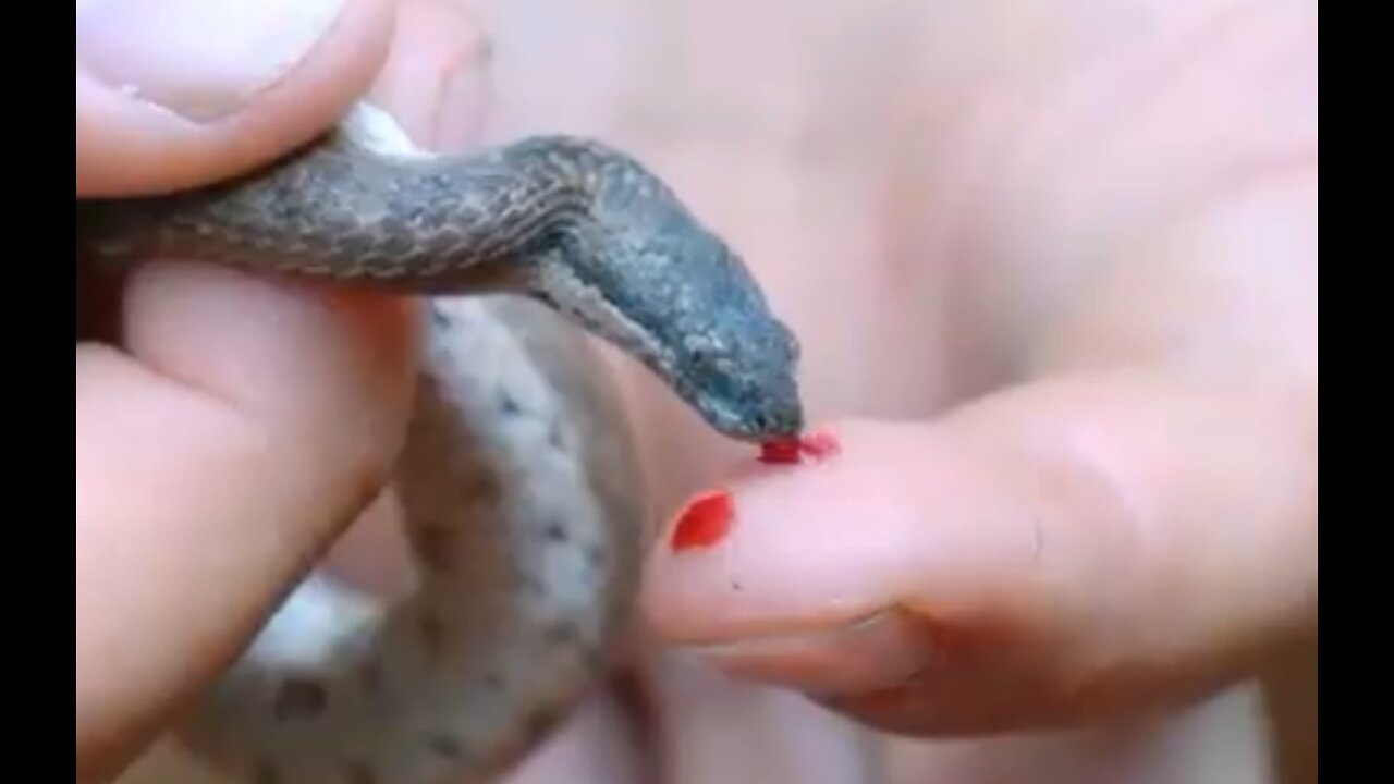 Tropidophis aka thunder snake