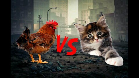 Rooster VS Cat