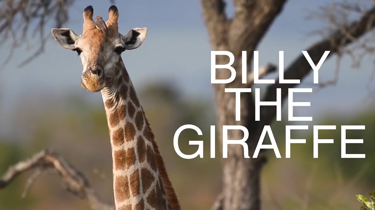 Zach Snyder - Billy the Giraffe (Official Music Video)