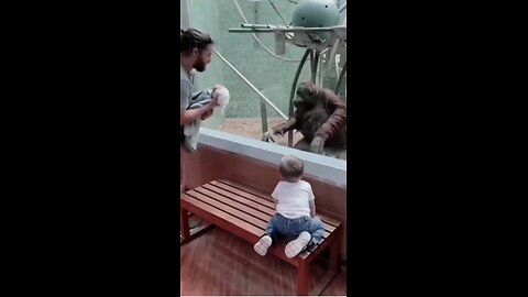 Cute baby infront of orangutan