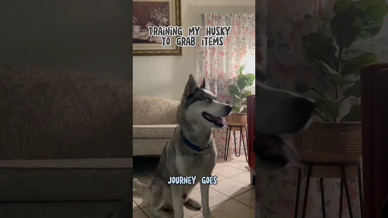 Training my stubborn husky #funnydogs #cutedogs #husky #dogs #training #traininghusky#trainingdogs