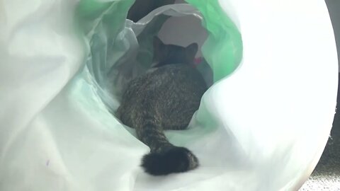 Kitten Answers with His Tail
