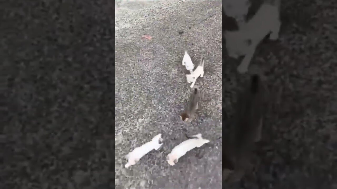 Man Stops to Help a Baby Kitten...