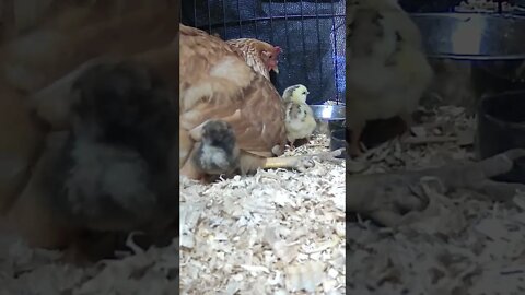 The secret lives of baby chicks