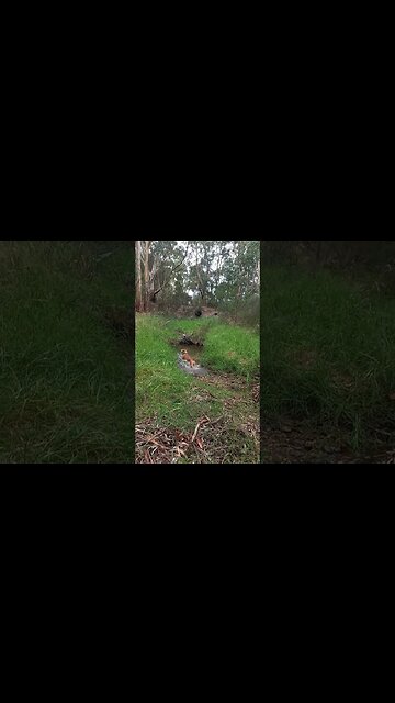 DJI Mini Pro 3 Crash & Burn | Intrepids