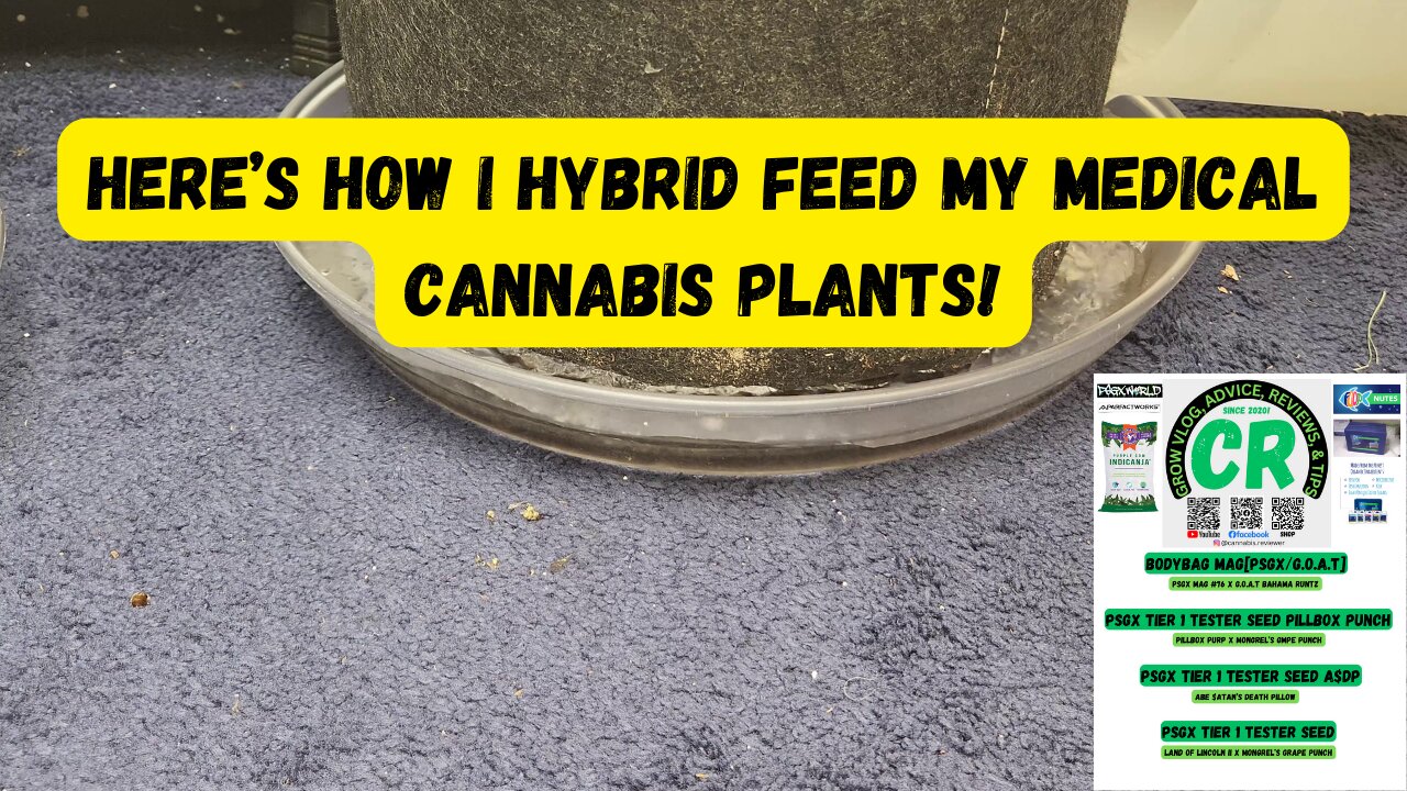 CR's 2024 Spring Growing Season - How I Hybrid Feed My Medical Cannabis Plants in 5th Week Veg!