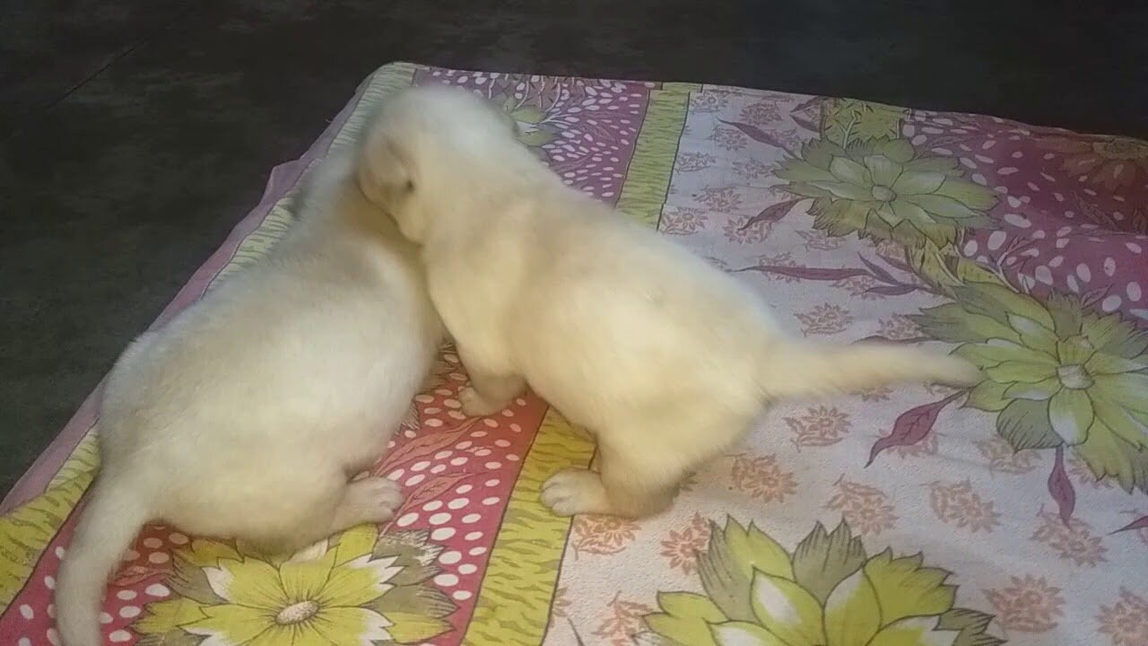 Puppies Are Fighting But Mom Knows How To Stop Them