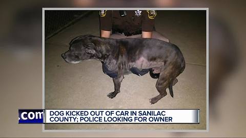 Dog thrown from vehicle in Sanilac County, police looking for suspect