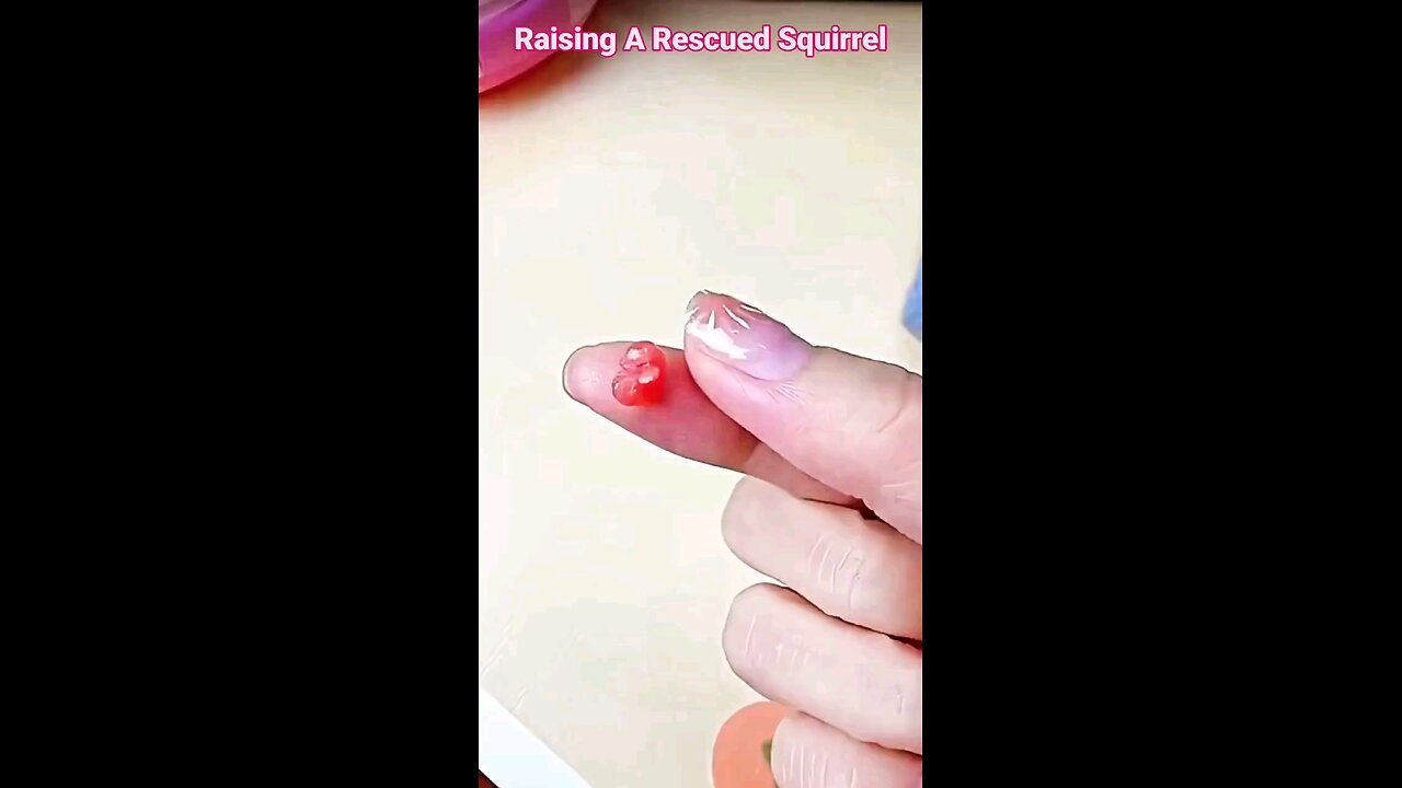 Raising A Rescued Squirrel