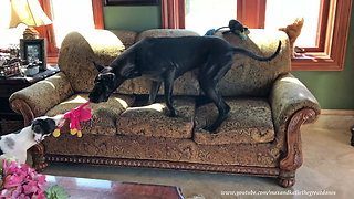 Amused Cat Watches Puppy Pull Great Dane Off the Sofa