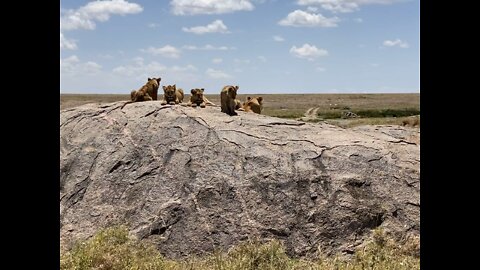 Baby Lions and their mama- Serengeti