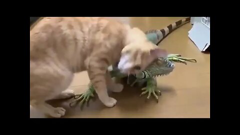 Kitty giving lots of love to his older brother